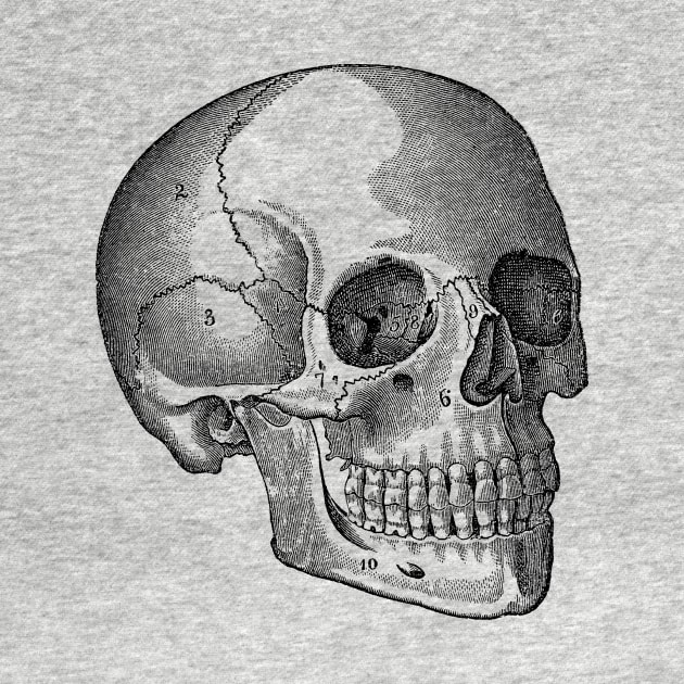 Human Skull - Vintage Anatomy by Vintage Anatomy Prints